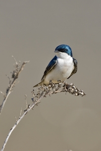 Tree Swallow