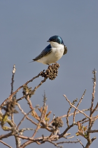Tree Swallow