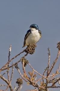 Tree Swallow