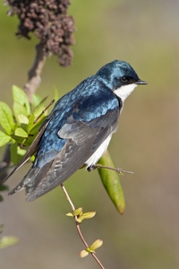 Tree Swallow
