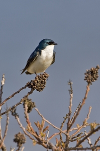 Tree Swallow