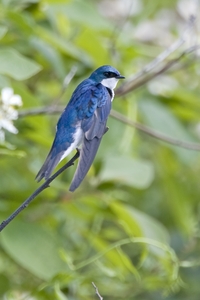 Tree Swallow