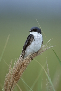 Tree Swallow