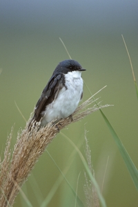 Tree Swallow