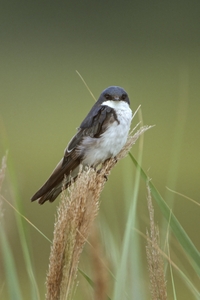 Tree Swallow
