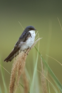 Tree Swallow