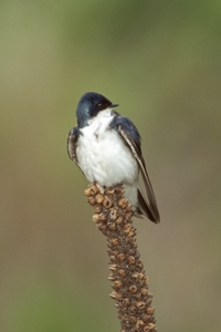 Tree Swallow