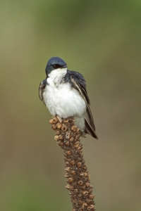 Tree Swallow