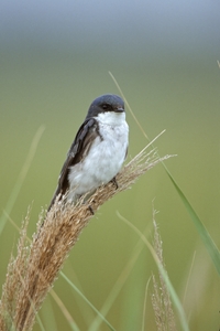 Tree Swallow