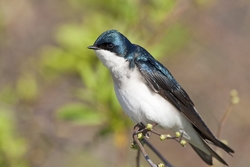 Tree Swallow