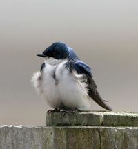 Tree Swallow