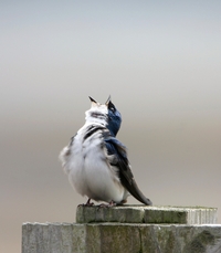Tree Swallow