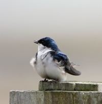 Tree Swallow