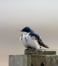 Tree Swallow