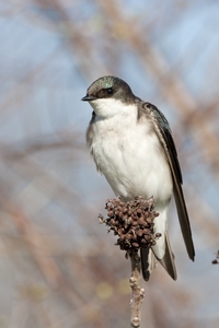 Tree Swallow