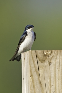 Tree Swallow