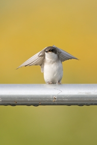 Tree Swallow