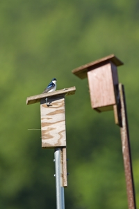 Tree Swallow