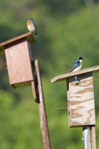 Tree Swallow