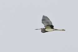 Tricolored Heron