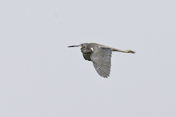 Tricolored Heron