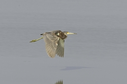 Tricolored Heron