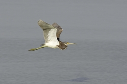 Tricolored Heron
