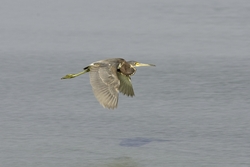 Tricolored Heron