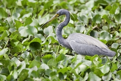 Tricolored Heron