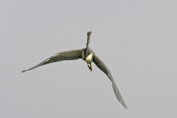 Tricolored Heron