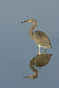 Tricolored Heron