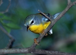 Tropical Parula