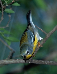Tropical Parula