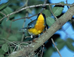 Tropical Parula