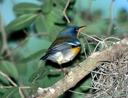 Tropical Parula