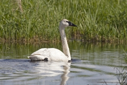 Trumpeter Swan