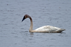 Trumpeter Swan