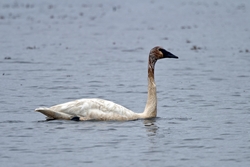 Trumpeter Swan