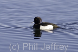 Tufted Duck