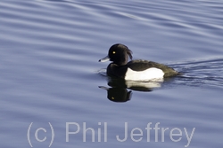 Tufted Duck