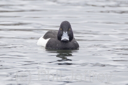 Tufted Duck