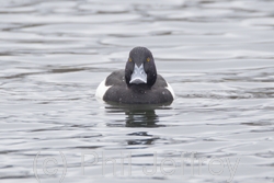 Tufted Duck