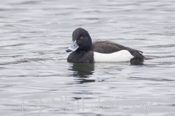 Tufted Duck