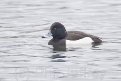 Tufted Duck