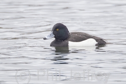 Tufted Duck