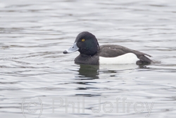 Tufted Duck