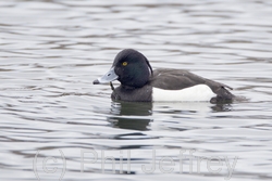 Tufted Duck