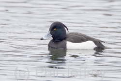 Tufted Duck