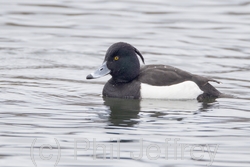 Tufted Duck