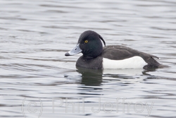 Tufted Duck